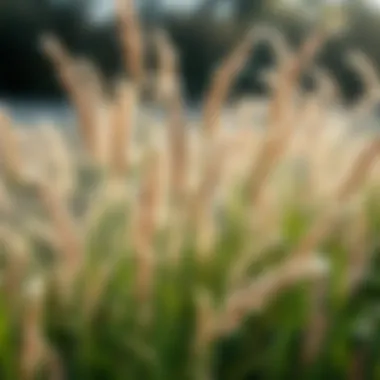 Notable Understanding the Winter Behavior of Tall Fescue