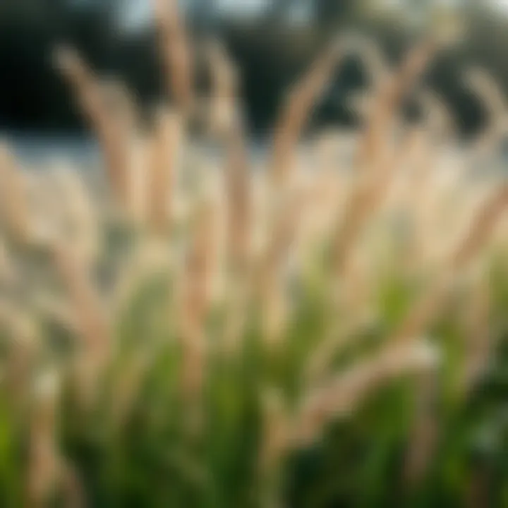 Notable Understanding the Winter Behavior of Tall Fescue