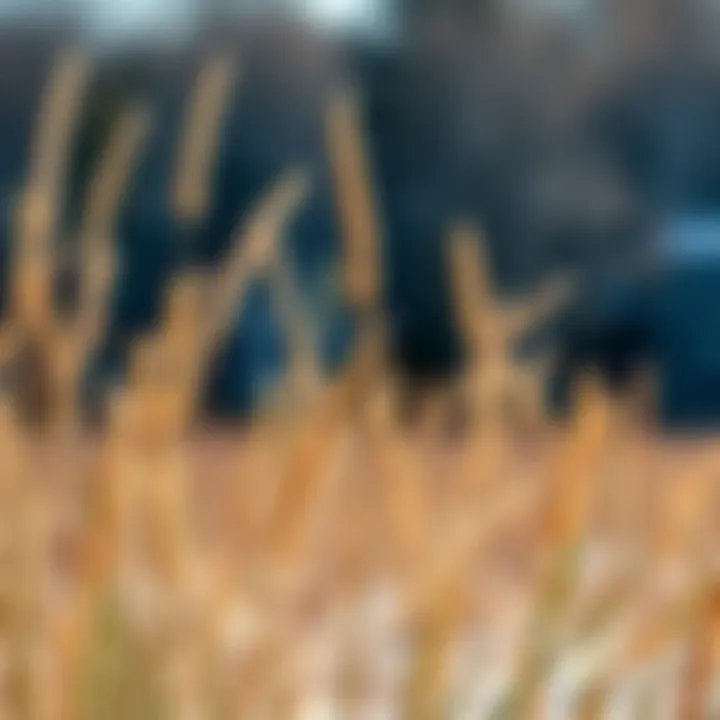 Understanding the Winter Behavior of Tall Fescue Summary
