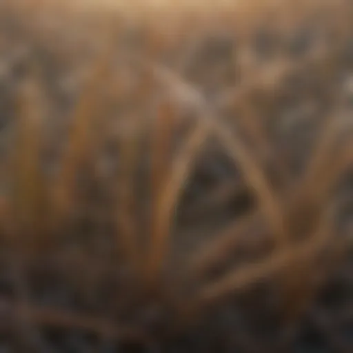 Close-up of dormant grass blades exhibiting winter coloration