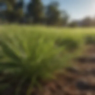 Zoysia grass thriving under California sun