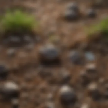 A close-up of sea minerals on fertile soil.