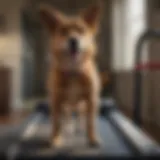 A dog using a Dog Pacer treadmill with joy.