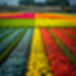 Vibrant fields indicating precise spray patterns