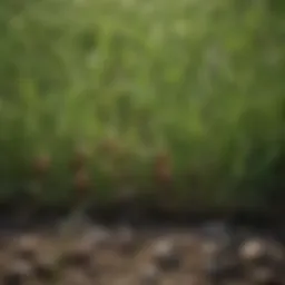 Close-up of healthy grass with visible grubs beneath the surface