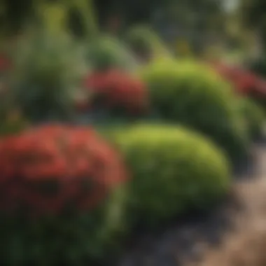 Diverse Plants for an Attractive Garden Bed Beautifully arranged garden beds with diverse plants